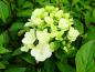 Preview: Vipphortensia Diamant Rouge, Hydrangea paniculata Diamant Rouge, Syrenhortensia Diamant Rouge