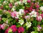 Preview: Vipphortensia Diamant Rouge, Hydrangea paniculata Diamant Rouge, Syrenhortensia Diamant Rouge