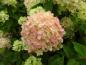 Preview: Vipphortensia Little Lime, Hydrangea paniculata Little Lime