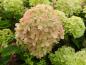 Preview: Vipphortensia Little Lime, Hydrangea paniculata Little Lime