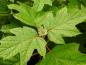 Preview: Eichenblatthortensie Amethyst - eichenblattähnliches Laub