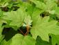 Preview: Blätter der Eichenblatthortensie Amethyst