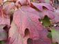 Preview: Weinrotes Herbstlaub der Eichenblättrigen Hortensie Snowflake