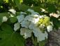 Preview: Eichenblättrige Hortensie mit weißen Blüten