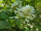 Preview: Hydrangea quercifolia