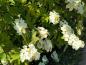 Preview: Eichenblatthortensie in Blüte