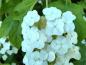 Preview: Große weiße Scheinblüten der Eichenblatthortensie