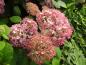 Preview: Rosa Blüten der Hortensie Invincibelle