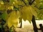 Preview: Die Papau im gelben Herbstkleid