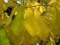Preview: Gelbes Herbstlaub der Indianabanane