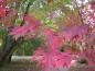 Preview: Japansk lönn, Acer palmatum