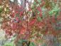 Preview: Acer palmatum