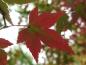 Preview: Japansk lönn, Acer palmatum