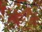 Preview: Acer palmatum