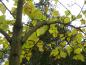Preview: Herbstfärbung des Blauglockenbaums