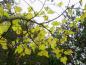 Preview: Blauglockenbaum im Herbstkleid