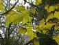 Preview: Paulownia tomentosa - gelbe Blätter im Herbst