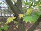 Preview: Baumkraftwurz in beginnender Herbstfärbung