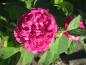 Preview: Pompomartige, pinke Blüte der Rose de Resht