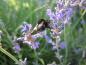 Preview: Der Lavendel ist bei Hummeln und Schmetterlingen beliebt.
