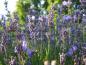 Preview: Die Blütenstände des Lavendels duften aromatisch.