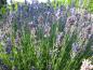 Preview: Duftende lila Blüten des Echten Lavendels