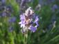 Preview: Der Lavendel blüht im Spätsommer
