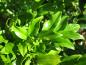 Preview: Immergrüne Blätter der Duftenden Schattenblume