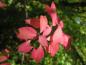 Preview: Leuchtend rotes Laub im Herbst - Korkspindelstrauch