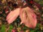 Preview: Rote Herbstfärbung des Sachalin-Pfaffenhütchens