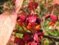Preview: Wunderschöner Fruchtschmuck des Sachalin-Pfaffenhütchens