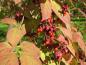 Preview: Sachalin-Pfaffenhütchen mit bunten Blättern und Früchten