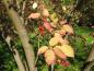 Preview: Sachalin-Pfaffenhütchen im Herbst