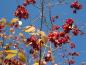 Preview: Wunderschöne, rote Früchte - Sachalin-Pfaffenhütchen