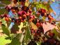Preview: Das Sachalin-Pfaffenhütchen verbreitet eine zauberhafte Herbststimmung.