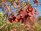 Preview: Sachalin-Pfaffenhütchen - rote Blätter und Früchte