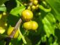 Preview: Die gelben Früchte des Baumwürgers im Oktober