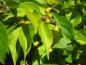 Preview: Japansk träddödare, Celastrus orbiculatus