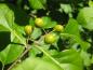 Preview: Heranreifende Früchte des Baumwürgers