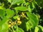 Preview: Zahlreiche gelbe Früchte schmücken den Baumwürger im Herbst.