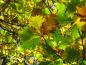 Preview: Persisk ek, Quercus macranthera