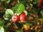 Preview: Rote Beeren der Grauen Strauchmispel