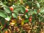 Preview: Rosenoxbär, Cotoneaster dielsianus