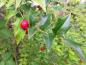 Preview: Rote Früchte des Rhombenilex