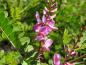 Preview: Indigofera heterantha