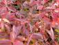 Preview: Leuchtend rotes Herbstlaub der Rosmarinweide Little Herny