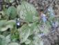 Preview: Brokbladig kaukasisk förgätmigej, Brunnera macrophylla Jack Frost