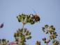 Preview: Bienen-Besuch auf dem Baum-Kraftwurz