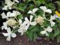 Preview: Hydrangea paniculata Kyushu