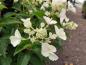 Preview: Hydrangea paniculata Kyushu